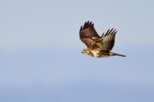 Mäusebussard