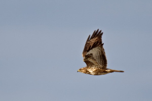 Mäusebussard