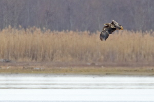 Seeadler