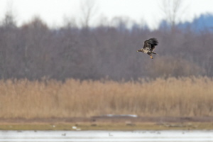 Seeadler