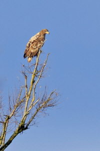 Seeadler