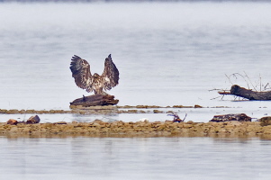 Seeadler