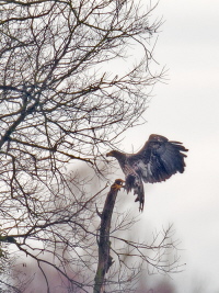 Seeadler