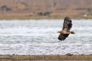 Seeadler