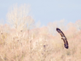 Seeadler