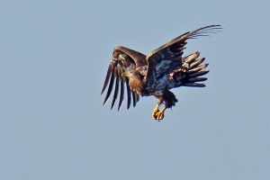 Seeadler