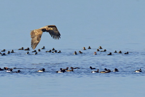 Seeadler