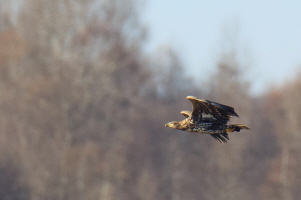 Seeadler