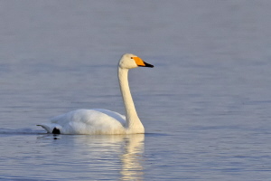 Singschwan