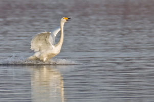 Singschwan