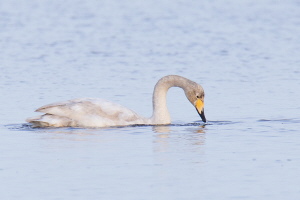 Singschwan