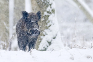 Wildschwein