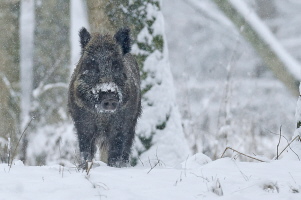 Wildschwein