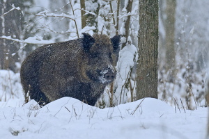 Wildschwein