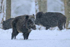 Wildschwein