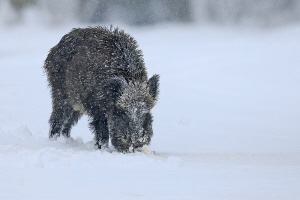 Wildschwein