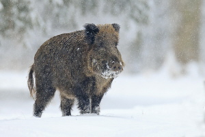 Wildschwein