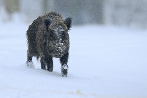 Wildschwein