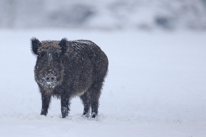 Wildschwein