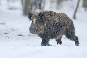 Wildschwein