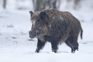 Wildschwein