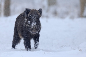 Wildschwein