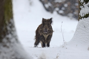 Wildschwein