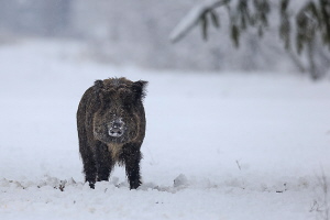 Wildschwein