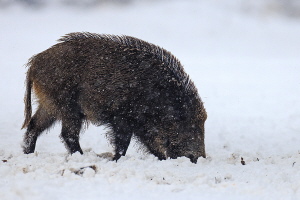 Wildschwein