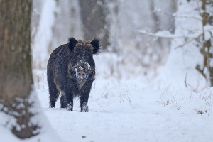 Wildschwein