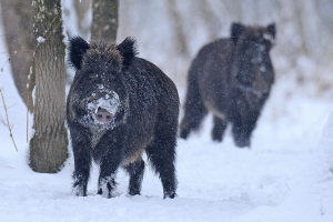 Wildschwein