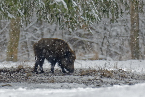 Wildschwein