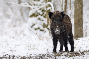 Wildschwein