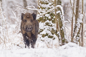 Wildschwein