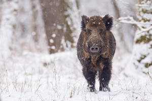 Wildschwein