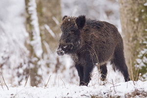 Wildschwein