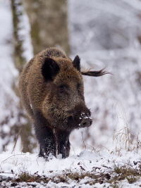 Wildschwein