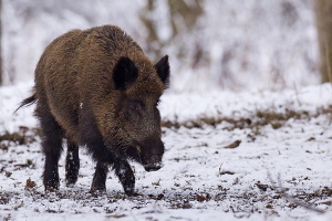 Wildschwein