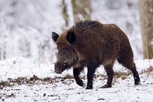 Wildschwein