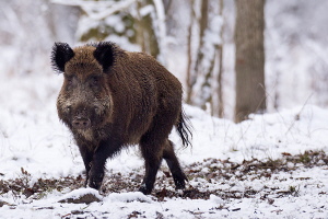 Wildschwein