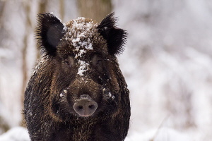 Wildschwein