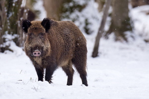 Wildschwein