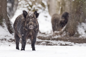 Wildschwein