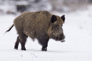 Wildschwein