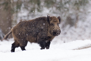 Wildschwein