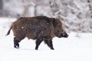 Wildschwein