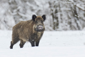 Wildschwein