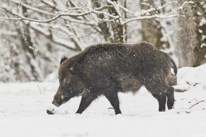 Wildschwein