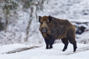 Wildschwein