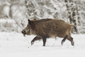 Wildschwein